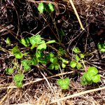 A cover crop grows between the rows of a field crop.