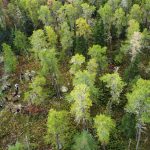 Overhead view of a forest with green leaves