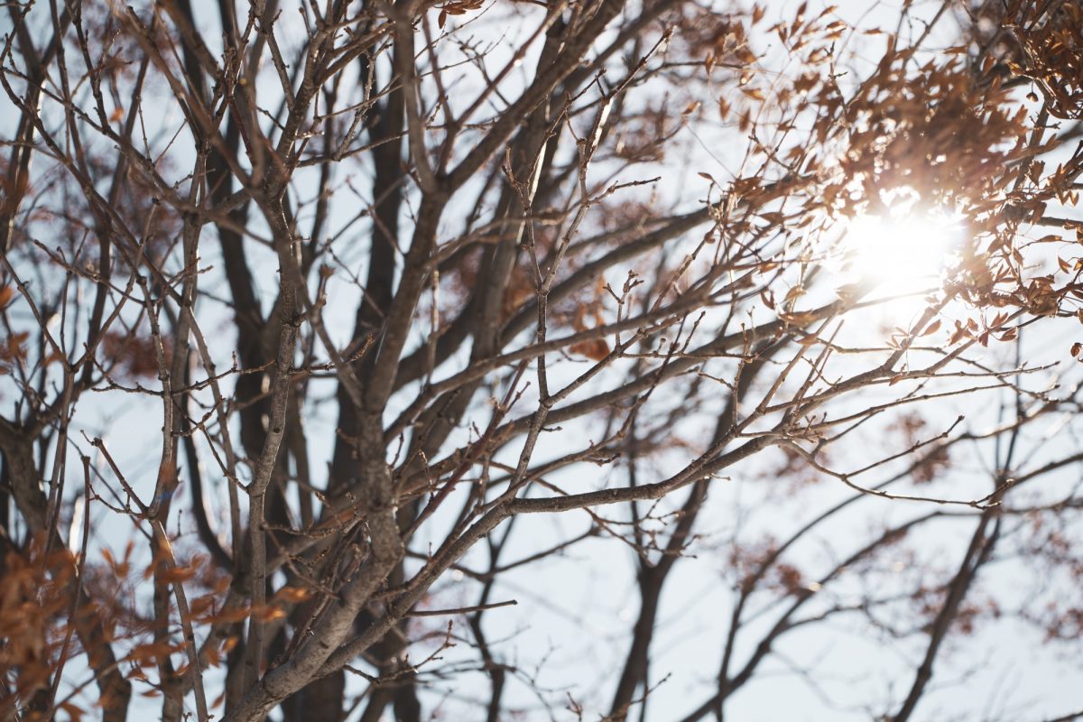 sun shines through bare tree branches on the Fort Garry campus