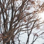 sun shines through bare tree branches on the Fort Garry campus