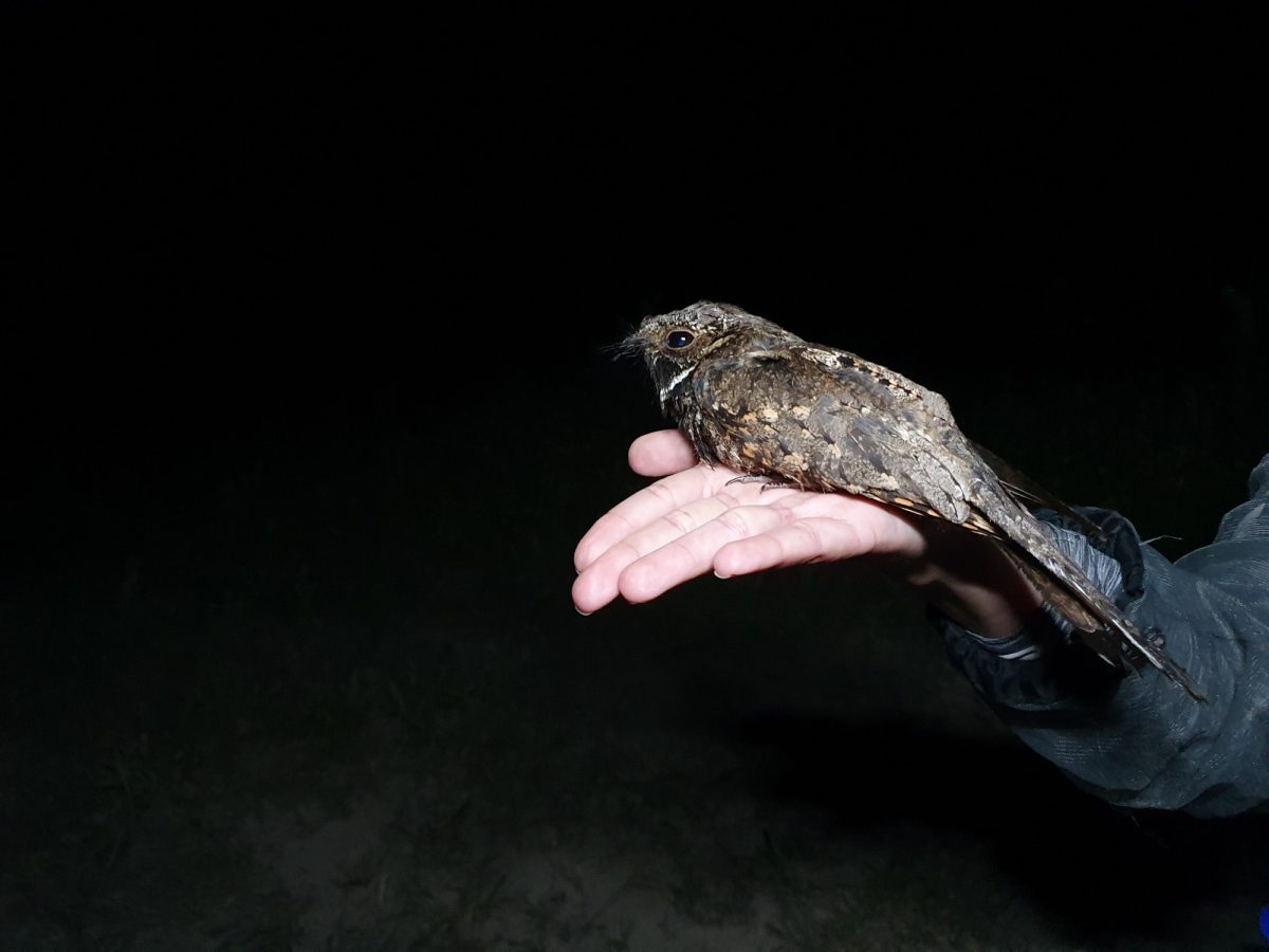 A nocturnal eastern whip-poor-will rests on a hand against a backdrop of nightsky