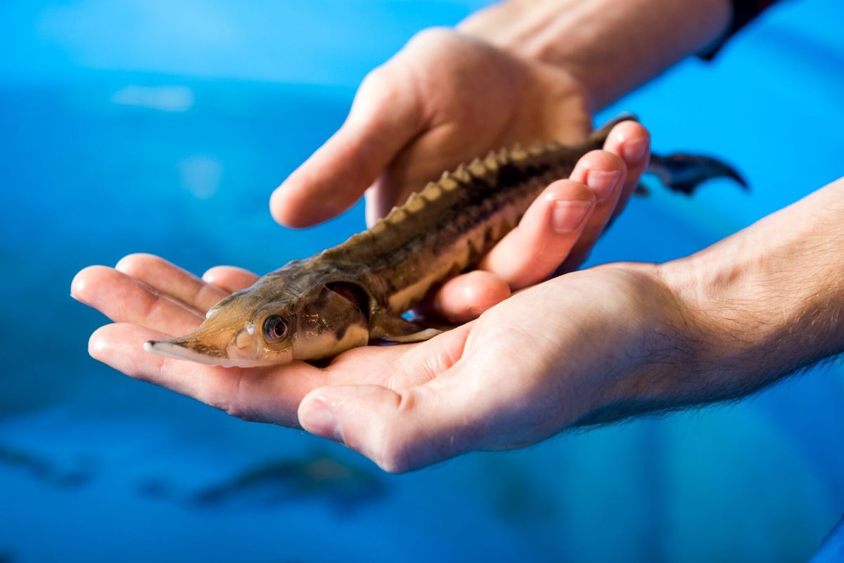 Young sturgeon