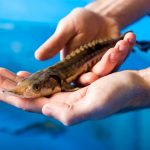 Young sturgeon