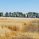A field of golden wheat ready for harvesting