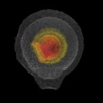 Remnants of type Ia explosions are not necessarily symmetric, as commonly believed.