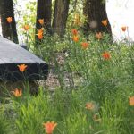 tulips in field with wooden bench