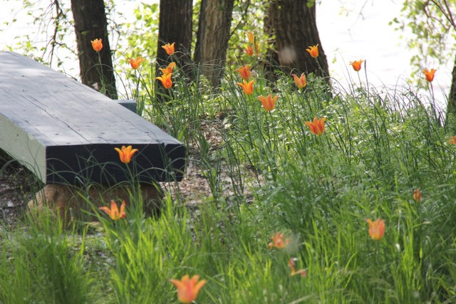 tulips in field with wooden bench