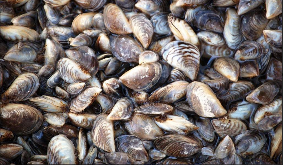 Many zebra mussels sitting in a pile.