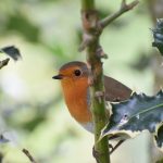 European Robin. Photographer = Wren K. Bell.