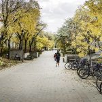 Fall colours on display along Currie Place.