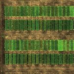 Aerial shot of field plots
