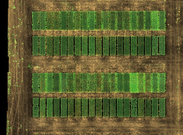 Aerial shot of field plots