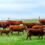 Herd of cattle in pasture