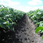 potatoes are growing in a row, the leafy green tops are bursting out of the ground.