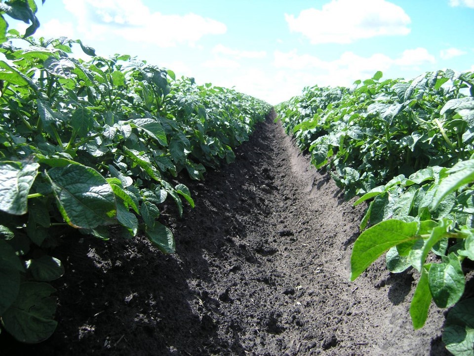 potatoes are growing in a row, the leafy green tops are bursting out of the ground.