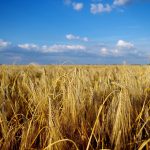 Wheat field with a big blue sky above.