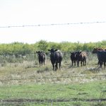 Herd of cattle in a field