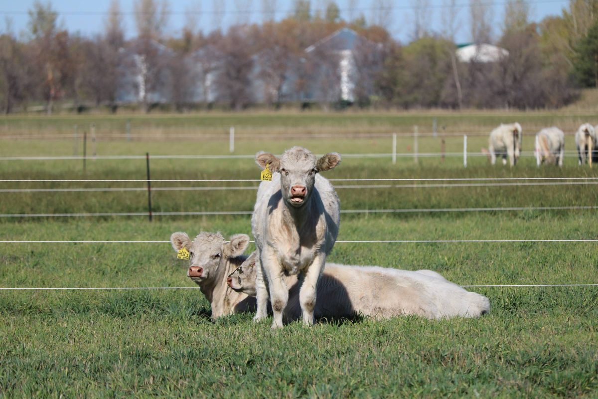 Cows standing and lying down in a pasture.