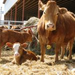 Cattle one a grassy hillside