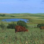 Cattle graze in a field