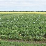 image of a soybean field