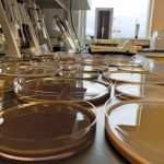 Solvent casing is used to form canola protein into a plastic-like film.