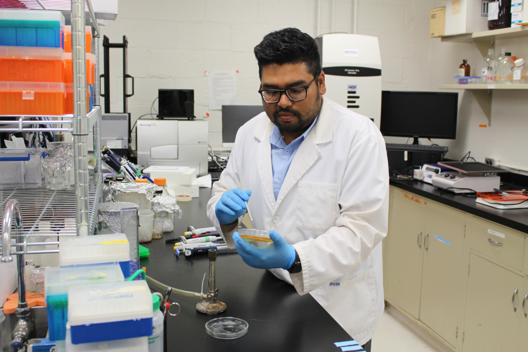 Md Mahamudul Haque wears a lab coat in a research lab. He inspects a petri dish.