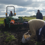 Three men harvest potatoes in a field.