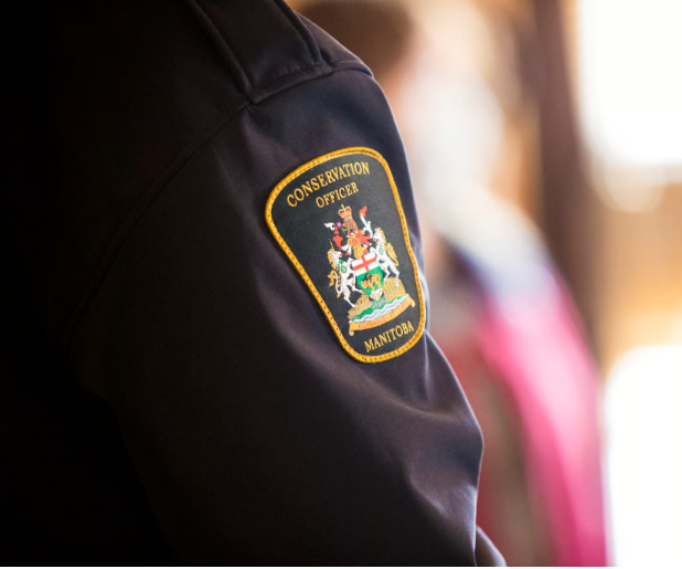 Manitoba conservation badge (Narwahl)