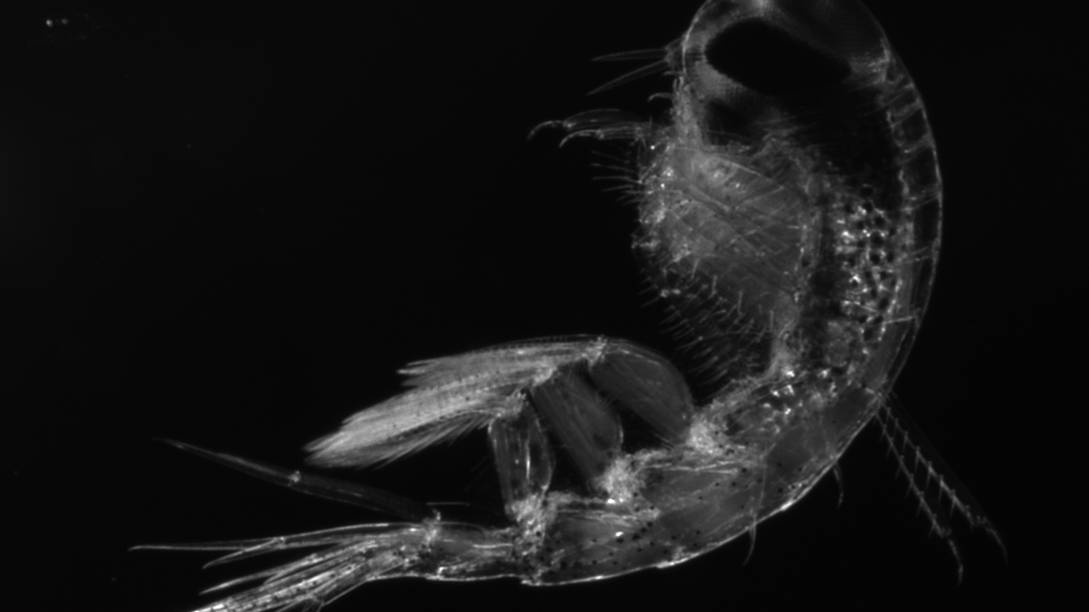 Amphipod Themisto libellula