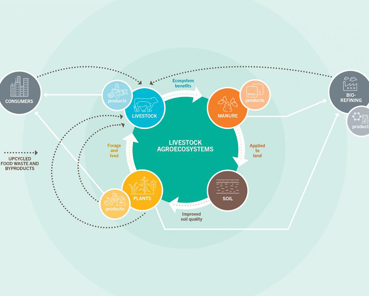 Livestock Agroecosystems