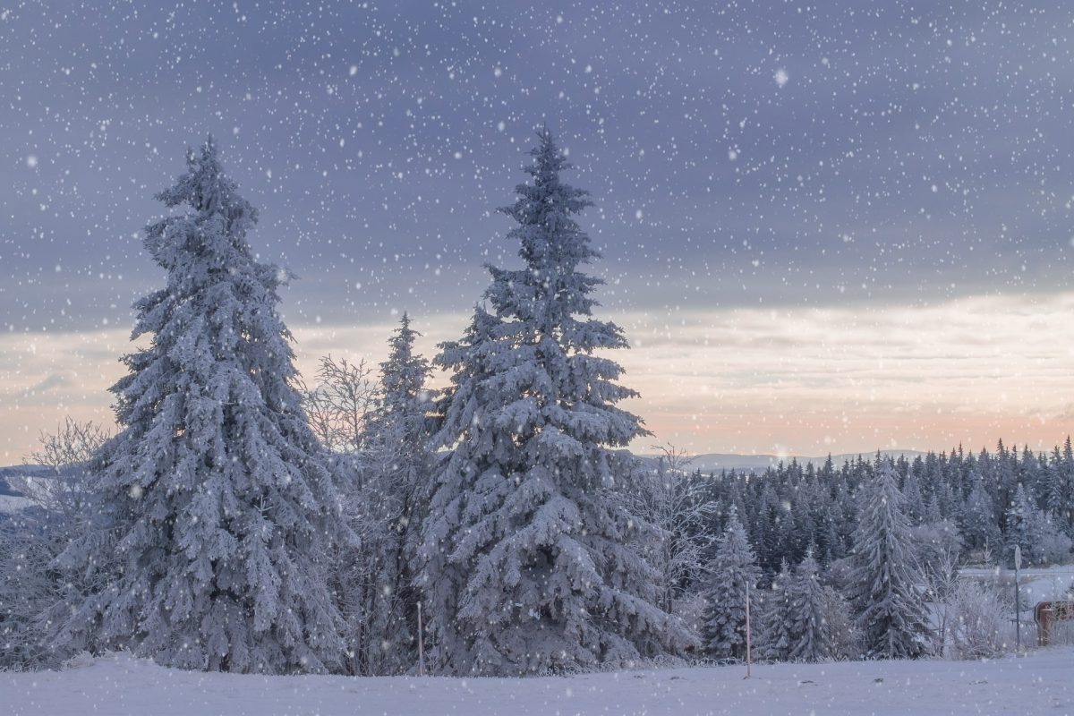 Winter scene of two tall pines covered in snow at the edge of a forest