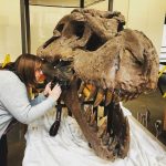 Dr. Kirstin Brink examines the teeth from a fossilized T-Rex skull