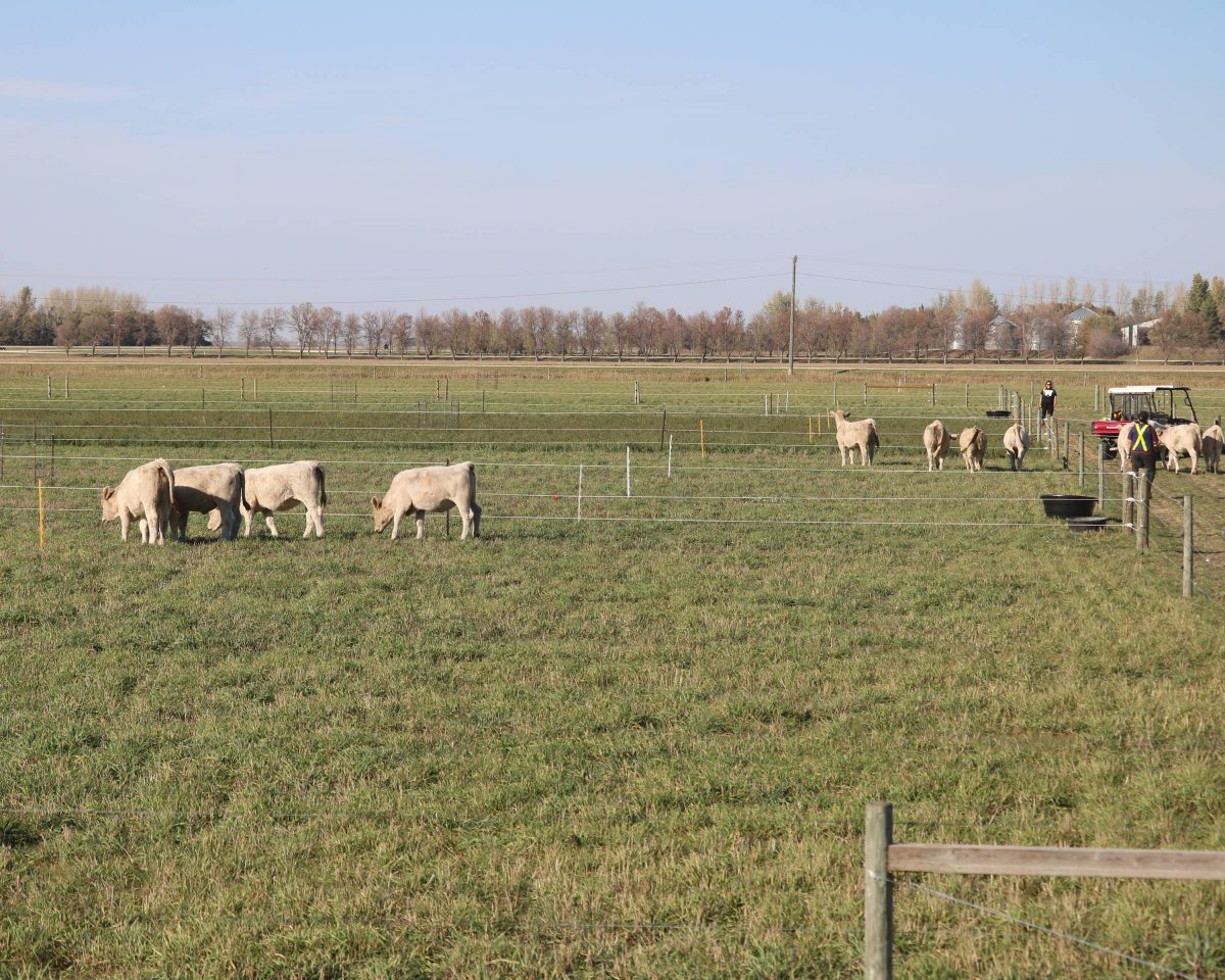 Cattle in field pens