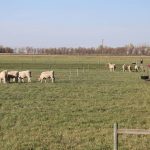 Cattle in field pens