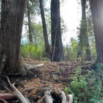 Several trees with exposed roots in a forest setting