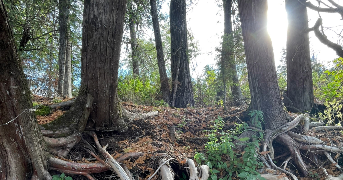 Several trees with exposed roots in a forest setting
