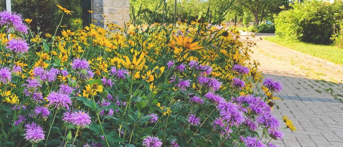 Native prairie flowers next to a brick path.