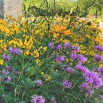 Native prairie flowers next to a brick path.