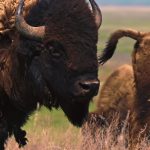 A Bison standing among a herd looks to the camera