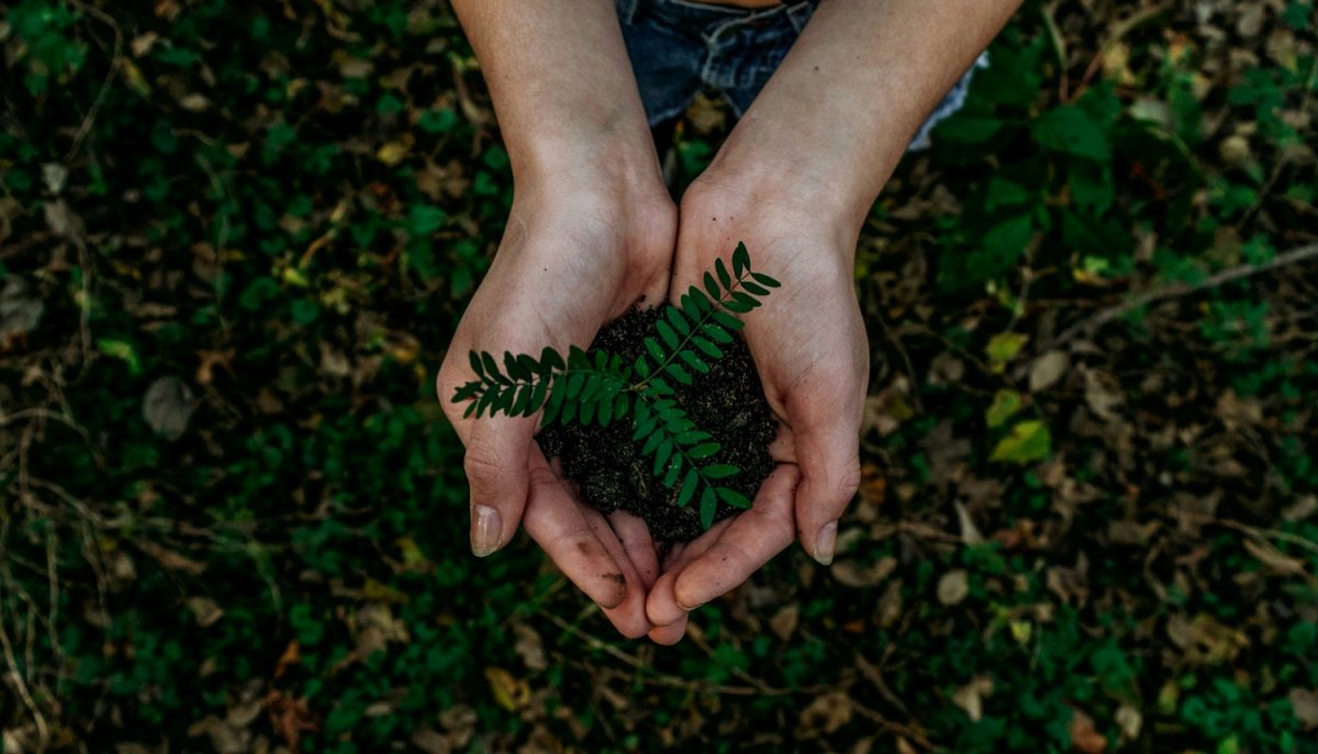 Two hands cupping a small fern over a soil patch