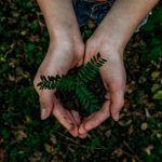 Two hands cupping a small fern over a soil patch