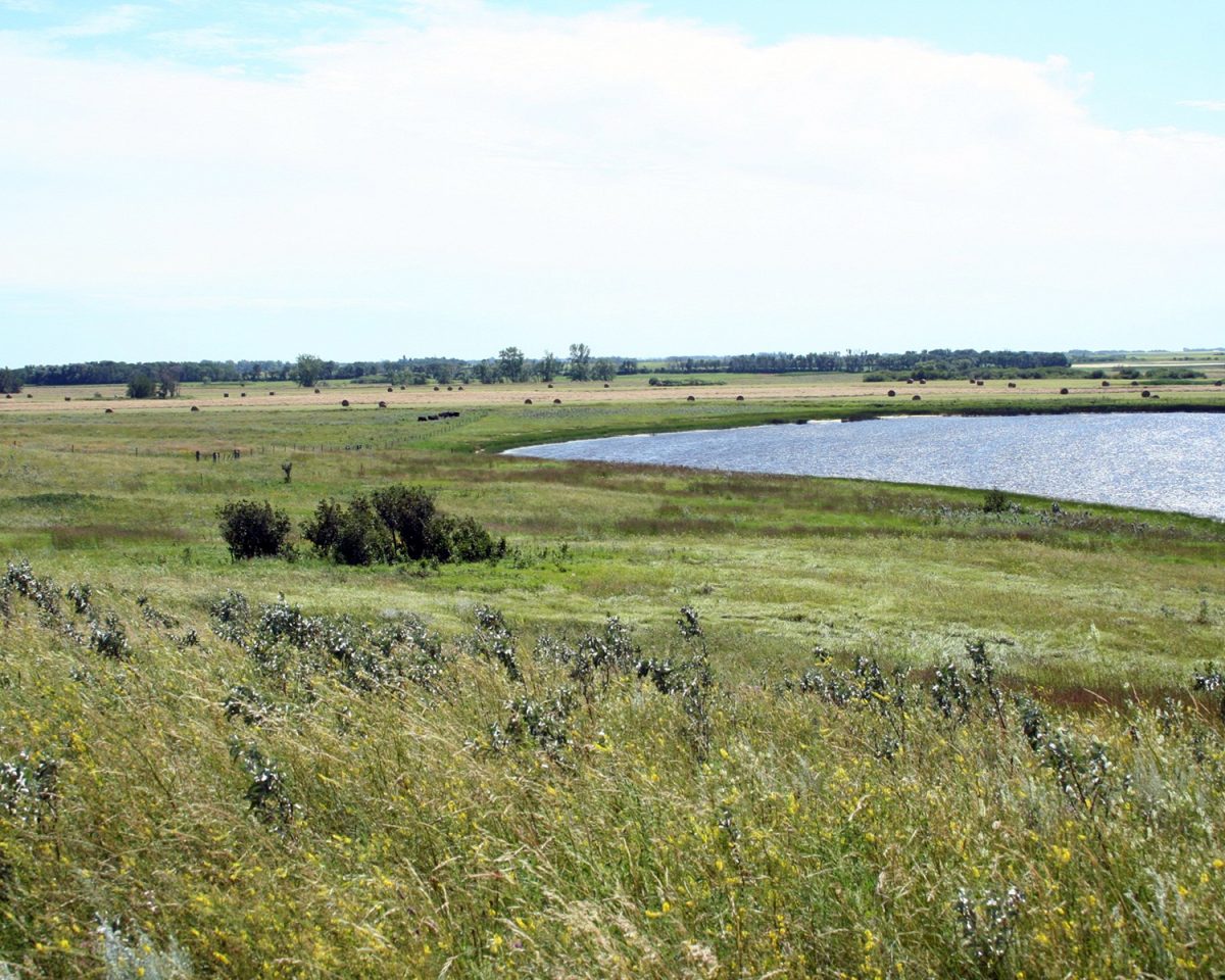 Small lake in field of grass