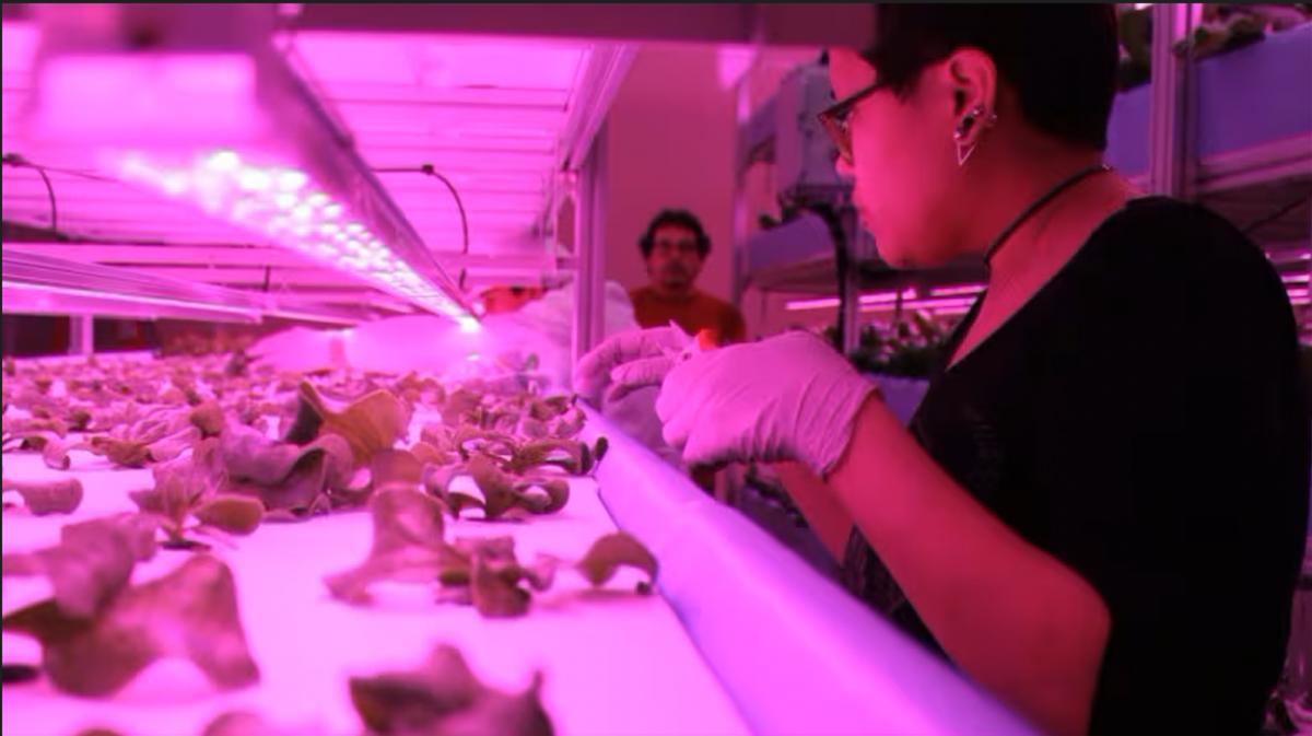 The smart farm uses LED lights and controls moisture and carbon dioxide to raise different plants all year round. (photo by Glen Ross)