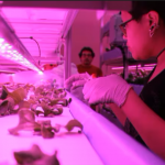 The smart farm uses LED lights and controls moisture and carbon dioxide to raise different plants all year round. (photo by Glen Ross)