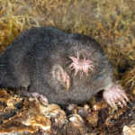 Star-nosed moles may not be giant mantis-looking creatures with super hearing, but they’re bizarre, underground-dwelling, hamster-sized creatures with giant claws for digging. STAN TEKIELA AUTHOR / NATURALIST / WILDLIFE PHOTOGRAPHER/MOMENT/GETTY IMAGES