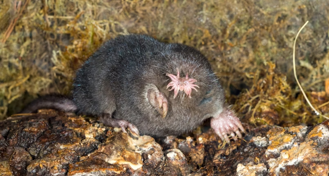 Star-nosed moles may not be giant mantis-looking creatures with super hearing, but they’re bizarre, underground-dwelling, hamster-sized creatures with giant claws for digging. STAN TEKIELA AUTHOR / NATURALIST / WILDLIFE PHOTOGRAPHER/MOMENT/GETTY IMAGES