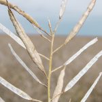 A canola stalk with pod shatter