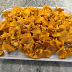Chantarelle mushrooms are safe to eat and found in Manitoba.