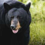Black bear walking around a field. Photo by: Tomáš Malík